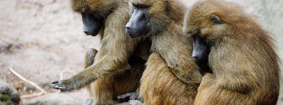 Wieso sollen Paviane im Nürnberger Tiergarten sterben?