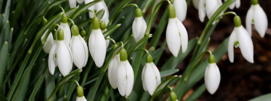 Schneeglöckchen - die ersten Frühlingsboten