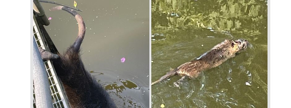 20.08.2025 - Einsatz 7/25 – H1.05 Tier in Notlage - Lahntalstraße Richtung Geilnau 