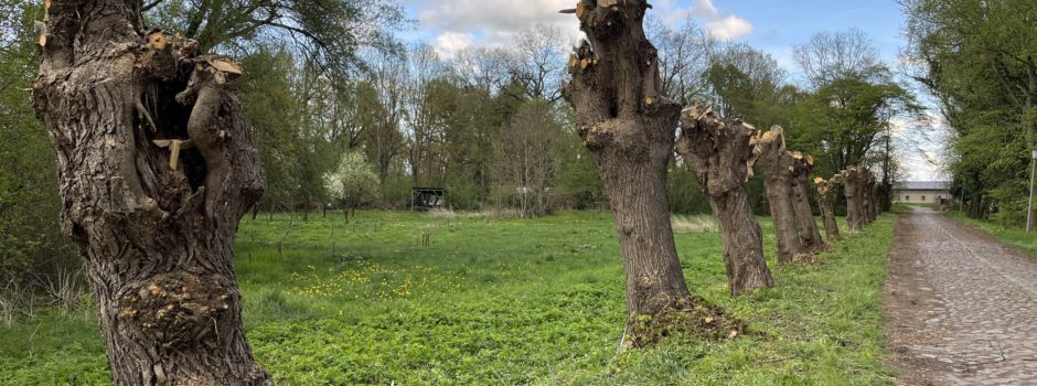 Pflege für ein grünes Erbe