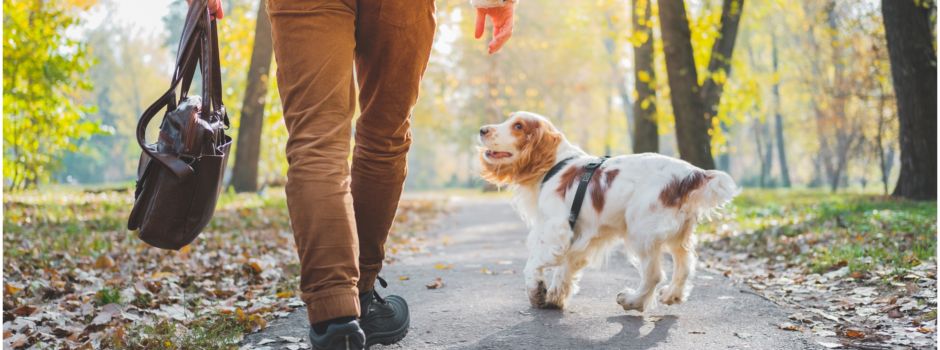 Hundekot wird immer mehr zum Ärgernis