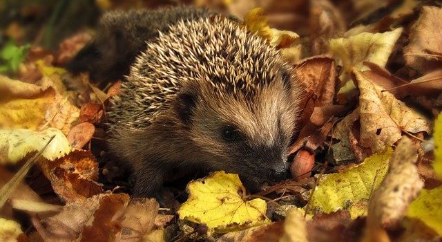 Augsburger Tierheim nimmt keine Igel mehr: So könnt ihr selbst helfen