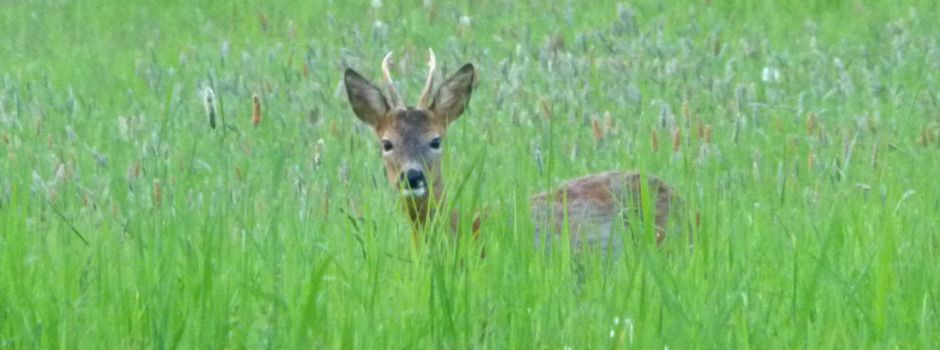 Zeitweilige Leinenpflicht in der Brut- und Setzzeit: Ihre Fragen beantwortet!