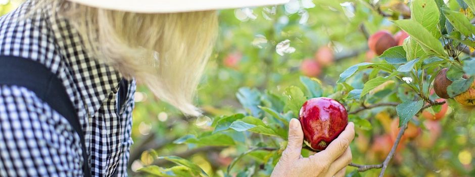 Obstpflücken für den privaten Bedarf erwünscht