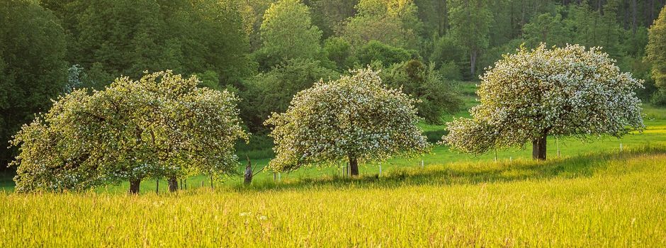 Obstbaum - Verpachtung in Westuffeln