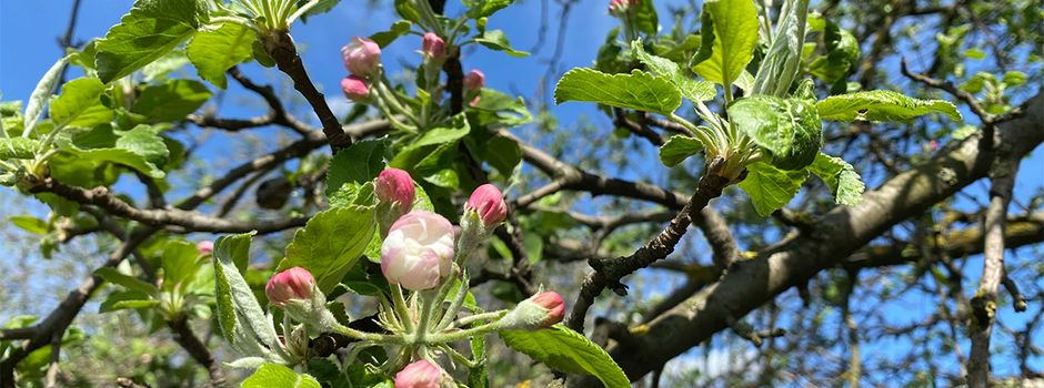 Pflege für die Streuobstwiese: „Hahnheimer Knöpfe“ laden zum Baumschnittkurs
