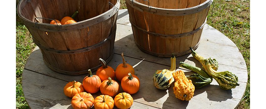 Gemeinschaft feiern unter freiem Himmel: Großer ökumenischer und inklusiver Erntedankgottesdienst