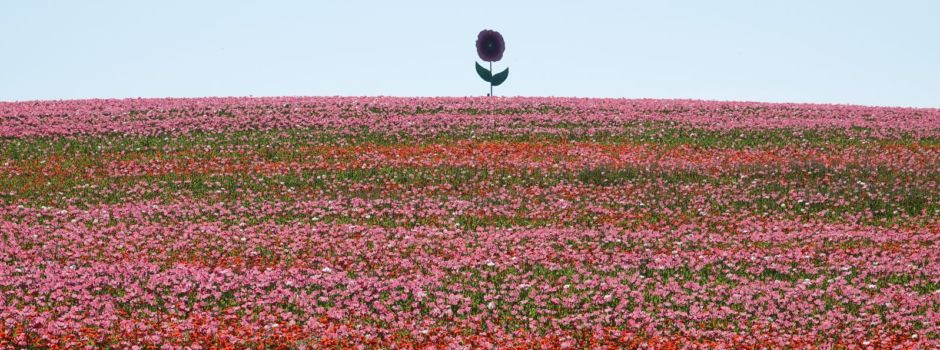 Mohnblüte Germerode ist ein voller Erfolg - Verkehrsverhältnisse aber teilweise schwierig