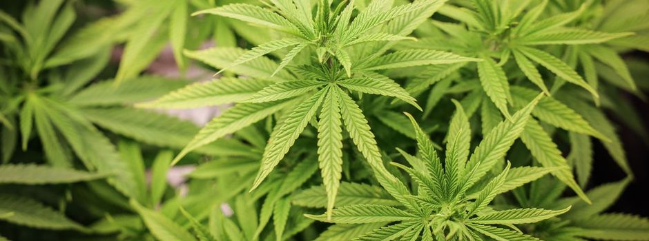 Cannabis-Anbauvereine können starten - aber wie?