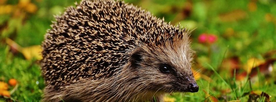 Mähroboter nur tagsüber fahren lassen