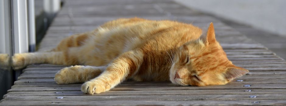 CampusCat – einmal 9 an eine berühmte Augsburger Katze