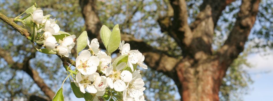 Obstbäume sortengerecht veredeln: Seminar in Niederhaverbeck