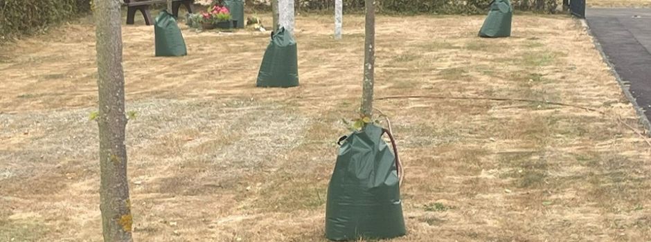 Bäume am Friedhof