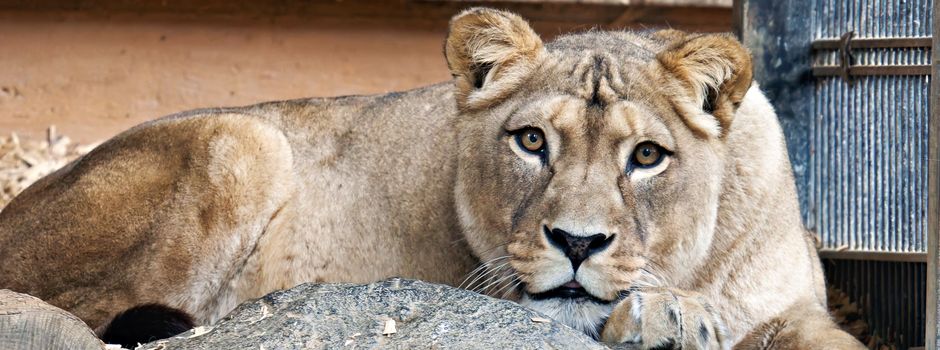 Neuer Berberlöwe im Zoo Neuwied, doch Löwin Zari ist tot
