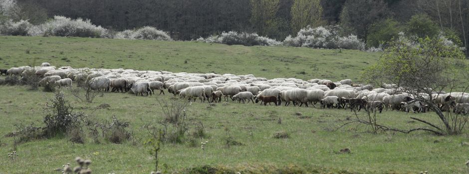 Magerrasenvernetzung – Networking für die Artenvielfalt