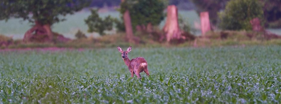 Schutz für Jungtiere: Rauchmelder und Drohnen retten Leben während der Mähsaison!