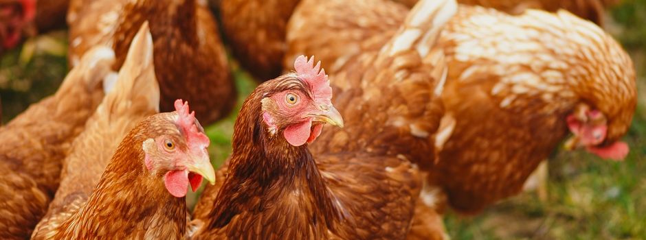 „Grässliche Tat“ in Biblis: Mehr als 50 Hühner brutal getötet und gestohlen