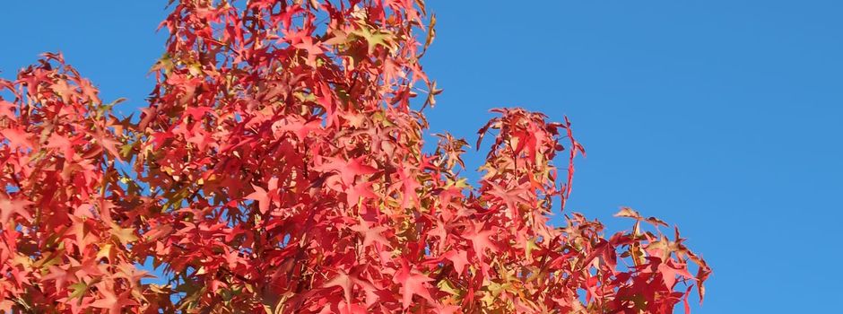 Prächtiges Herbstwetter für das Filmteam des SWR: