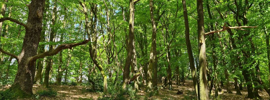 Lüneburger Heide neu entdecken