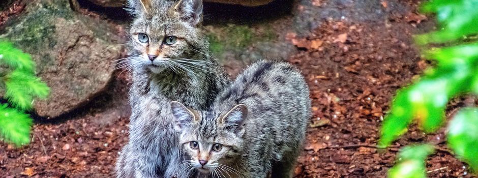 Wildkatze im Fokus