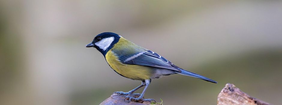 Nistkästen abzugeben