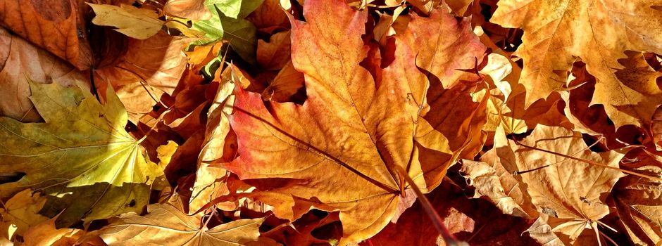 Bis zu 21 Grad in Mainz: Oktober bleibt weiter viel zu warm