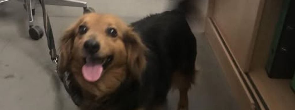 Feuerwehr Wiesbaden rettet herrenlosen Hund