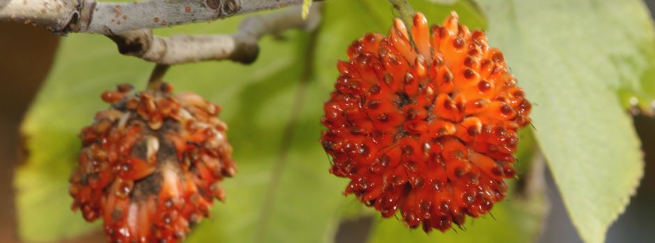 Papiermaulbeerbaumfrucht oder Coronavirus?