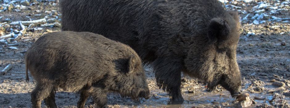 Diskussionen um erschossene Wildschweine in Mainzer Wildpark