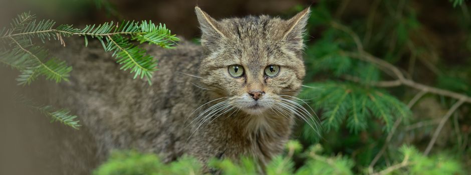 „Wilder Catwalk durch die Heide“ startet