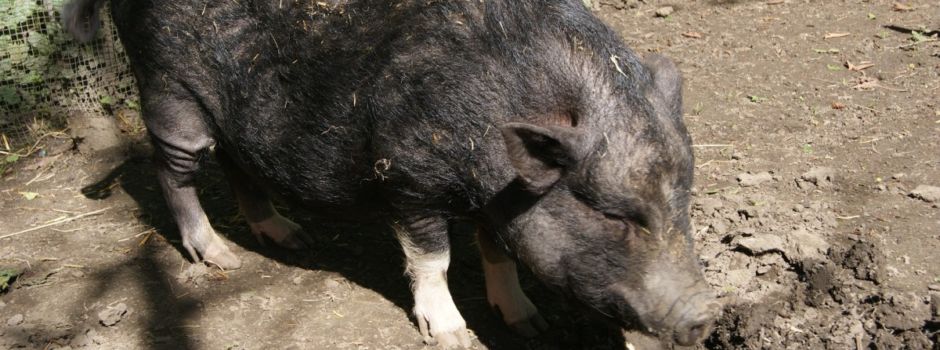 Jäger erschießen Wildschwein im Ortskern von Wiesbaden-Schierstein