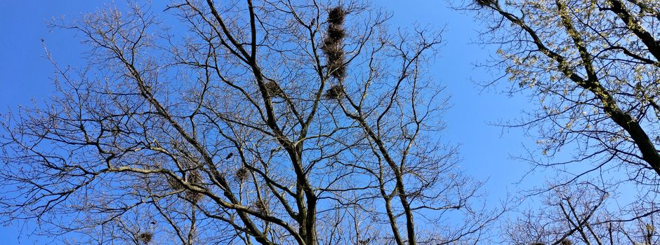 Krähenplage in Mainz-Bretzenheim: Darum sind der Stadt die Hände gebunden
