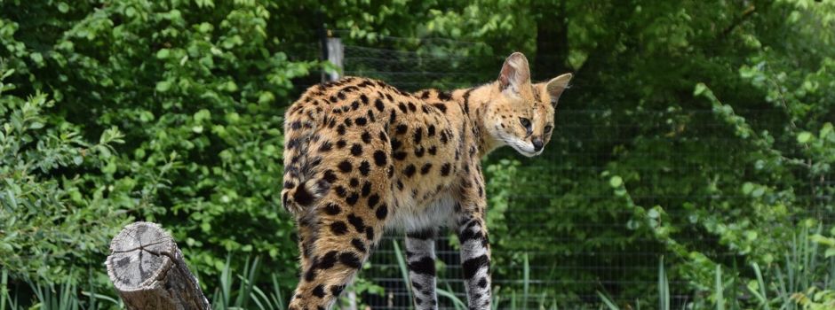 Raubkatze in Bad Kreuznach ausgebrochen
