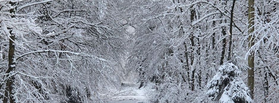 Kreisverwaltung warnt vor dem Betreten der Wälder