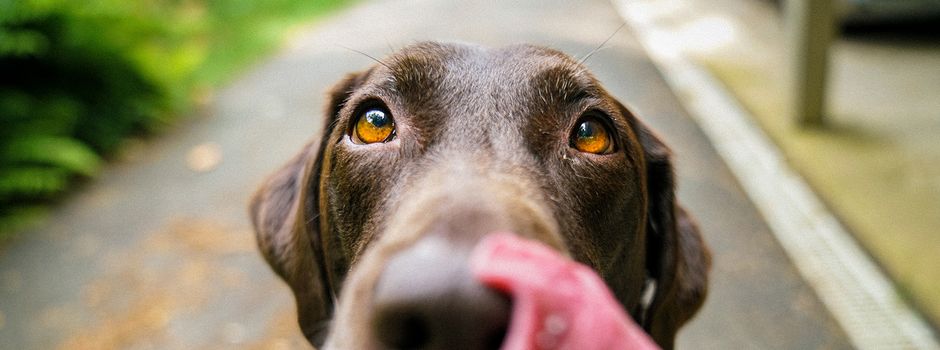 Giftköder im Gewerbegebiet