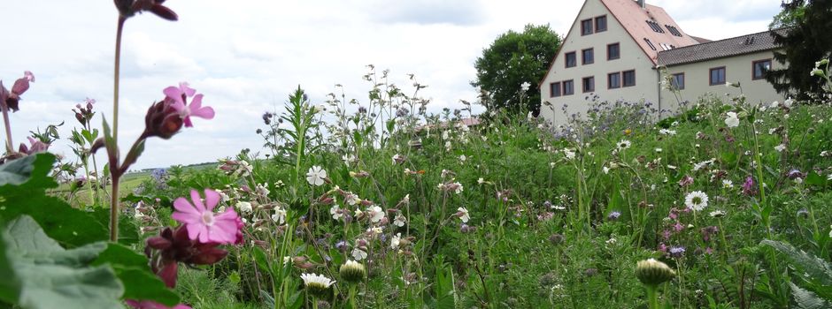 Naturschutz am Feldrand: Immer mehr Blühstreifen rund um Mainz