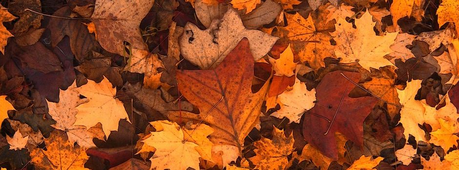 Herbstzauber in Illschwang