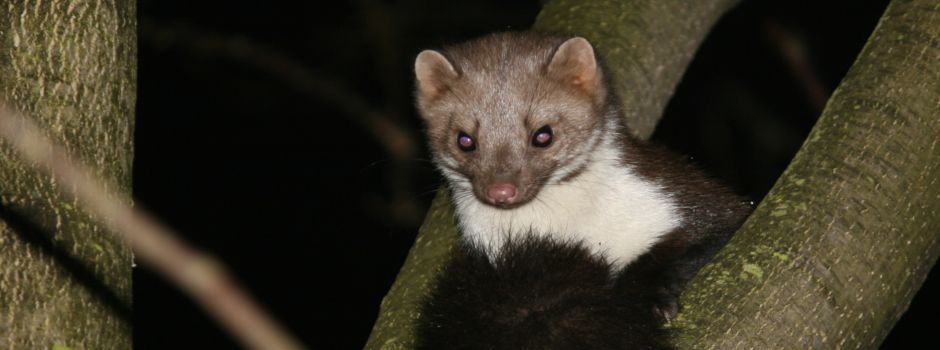 Marder in Mainz: Warum sie gerade so aktiv sind
