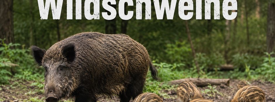 Vorsicht im Neubaugebiet Bausenberg III in Niederzissen – Wildschweine suchen Grundstücke auf