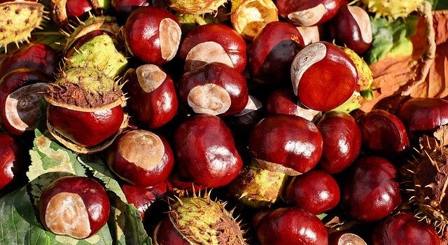 Kastanien-Waschmittel selber machen: Funktioniert das wirklich?