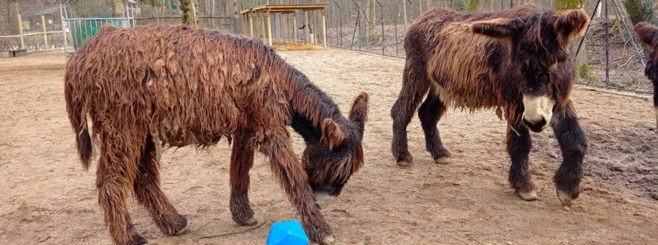 Die neuen Fasanerie-Esel lieben Streicheleinheiten