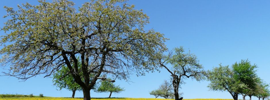 Wie kann das Kulturerbe Streuobstwiese  bewahrt werden?