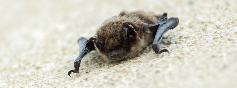 Pulverkugeln gegen Fledermäuse: „Schädlingsbekämpfer“ verlangt 900 Euro