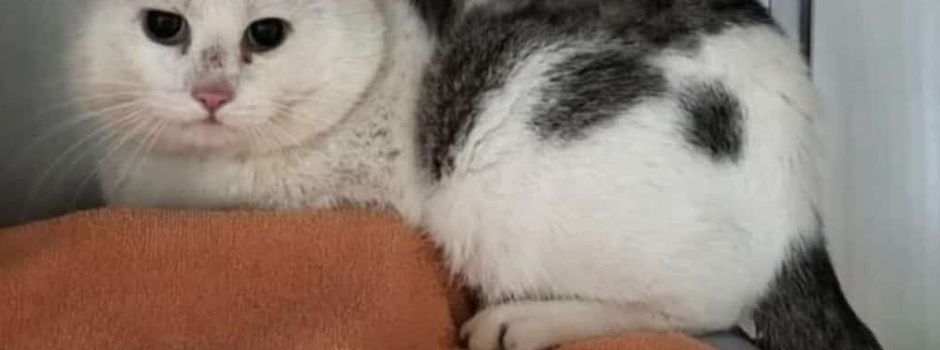 Streunender Kater in Steinebach aufgegriffen