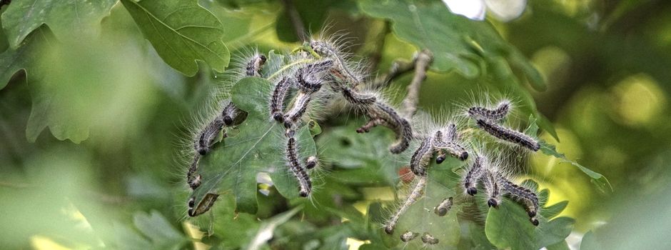 Eichen-Prozessionsspinner breiten sich in den Eichenwäldern der Region aus