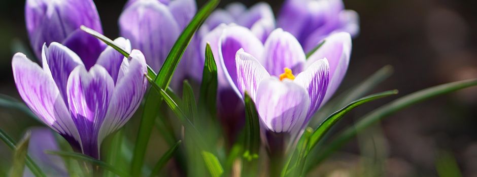 Bunte Akzente für das Dorf 