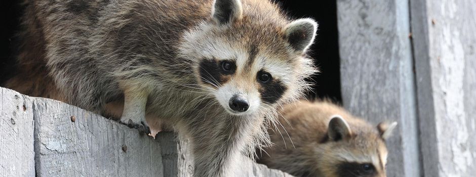 Hinweise zu Waschbären im Siedlungsbereich