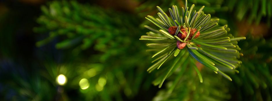 aha holt Weihnachtsbäume ab