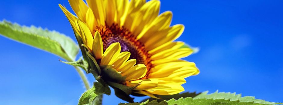 Jerxheim in voller Blüte – Wettbewerb um die größte Sonnenblume 2026
