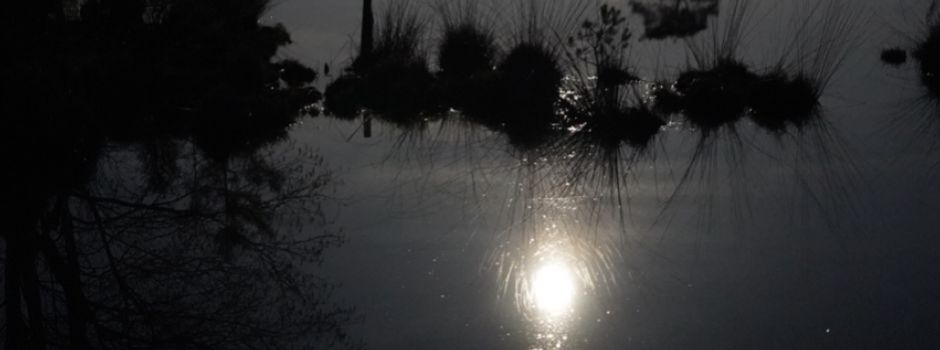 Vollmondspaziergang im Grundlosen Moor